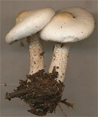 Melanoleuca verrucipes MykoGolfer