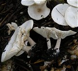 Melanoleuca verrucipes MykoGolfer