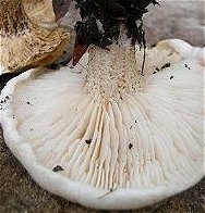 Melanoleuca verrucipes © MykoGolfer