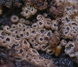 Merismodes anomala  MykoGolfer