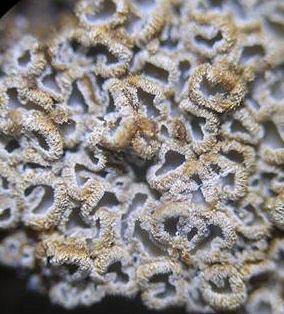 Mesmodes anomala MykoGolfer