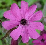 Microbotryum violaceum MykoGolfer
