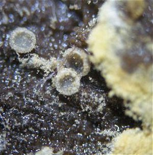 Mollisi cinerea MykoGolfer