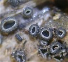 Mollisia clavata MykoGolfer