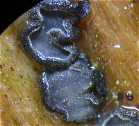 Mollisia ligni MykoGolfer