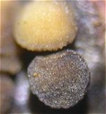 Mollisia ramealis MykoGolfer
