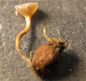 Monilinia johnsonii MykoGolfer