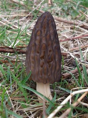 Morchella elata  MykoGolfer