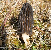 Morchella elata  MykoGolfer