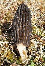 Morchella elata © MykoGolfer