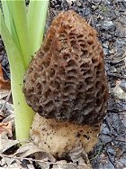 Morchella vulgaris MykoGolfer