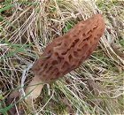 Morel MykoGolfer