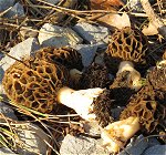 Morels MykoGolfer