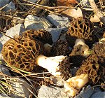 Morels  MykoGolfer