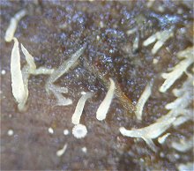 Mucronella calva MykoGolfer