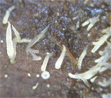 Mucronella calva  MykoGolfer