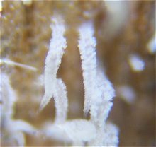 Mucronella calva MykoGolfer