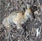 Muntjac deer MykoGolfer