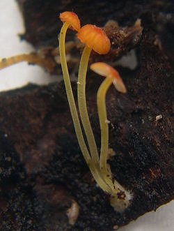 Mycena acicula MykoGolfer