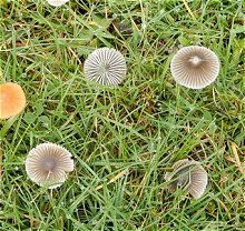 Mycena aetities MykoGolfer