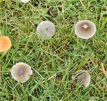 Mycena aetities  MykoGolfer