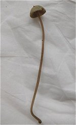 Mycena amicta MykoGolfer
