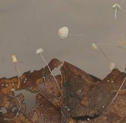 Mycena capillaris MykoGolfer