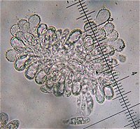 Mycena corynephora MykoGolfer