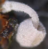 Mycena corynephora  MykoGolfer