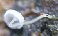 Mycena polyadelpha MykoGolfer