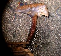 Mycenella © MykoGolfer