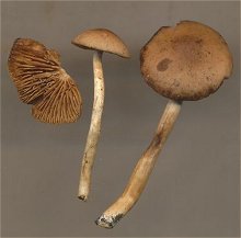 Naucoria salicis MykoGolfer