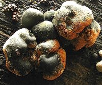 Nectria inventa © MykoGolfer