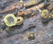 Neodasyscypha cerina MykoGolfer