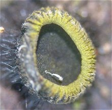 Neodasyscypha cerina  MykoGolfer