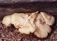 Neolentinus lepideus © MykoGolfer