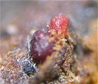 Neonectria fuckeliana MykoGolfer