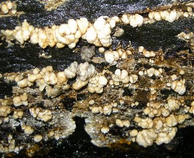 Nodulisporium cecidigiones © MykoGolfer