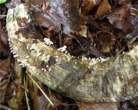 Onygena equiseta © MykoGolfer