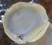 Orbilia auricolor MykoGolfer