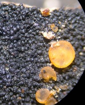 Orbilia coccinella with Chaetosphaeria myriocarpa MykoGolfer