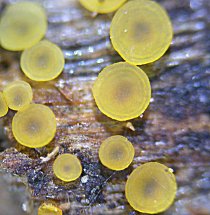 Orbilia delicatula MykoGolfer