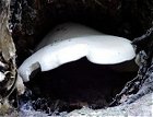 Ossicaulis lignatilis MykoGolfer