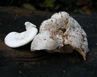 Ossicaulis lignatilis © MykoGolfer
