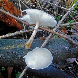 Oudemansiella mucida MykoGolfer