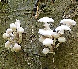 Oudmansiella mucida MykoGolfer