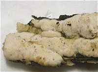Oxyporus corticola MykoGolfer