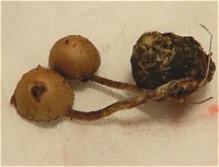 Panaeolus fimicola  MykoGolfer