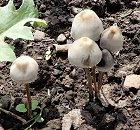 Panaeolus papilonaceus MykoGolfer
