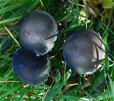 Panaeolus papilonaceus  MykoGolfer